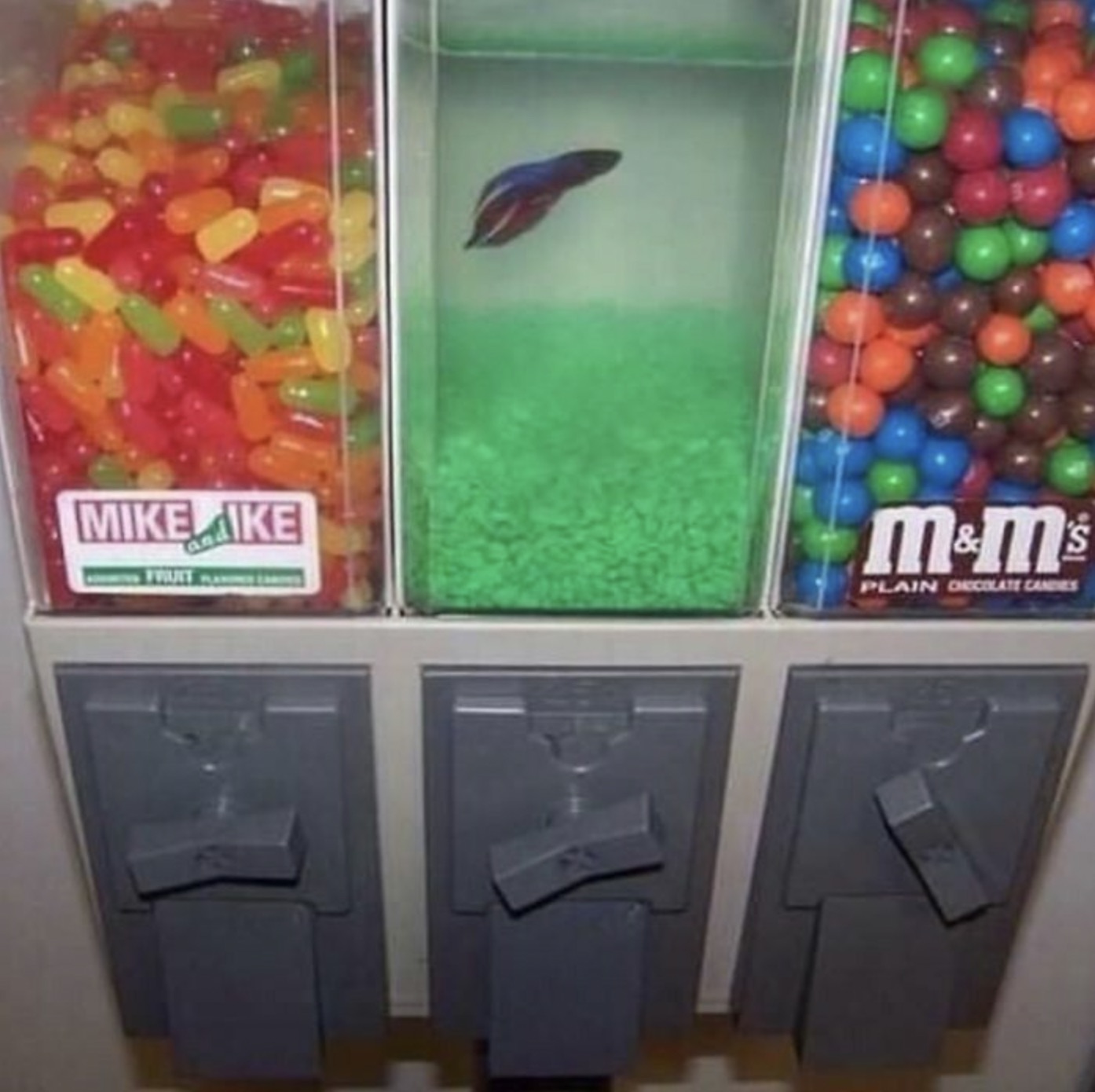 blursed memes - Mike Ke Fruit 4.4 M&M's Plain Decolate Candies